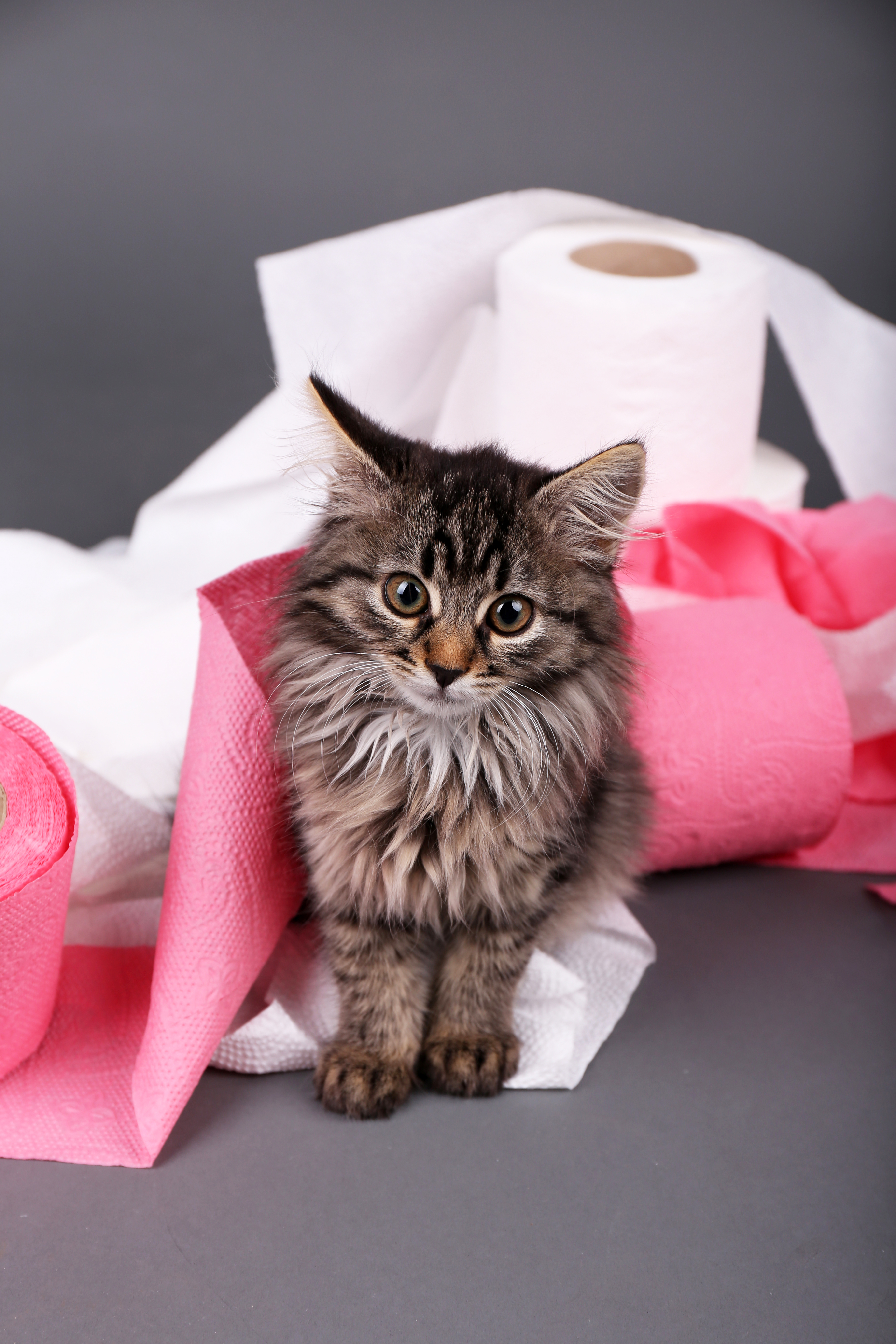 Cute kitten playing with roll of toilet paper,  on gray background